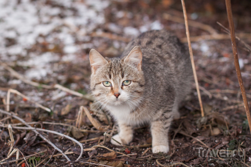 Углич. Коты и колокольни / Россия