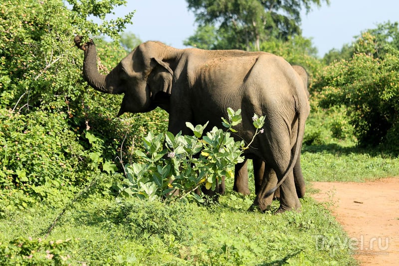 Удавалаве: дом слонов и павлинов / Шри-Ланка