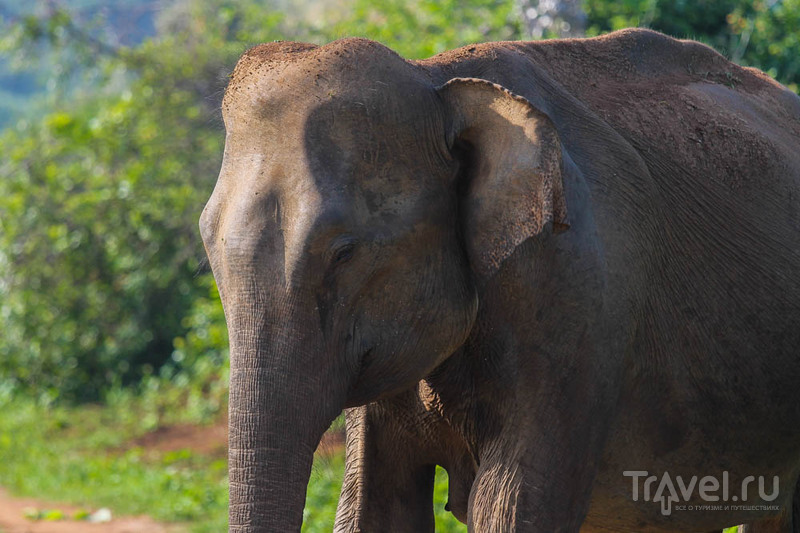 Удавалаве: дом слонов и павлинов / Шри-Ланка