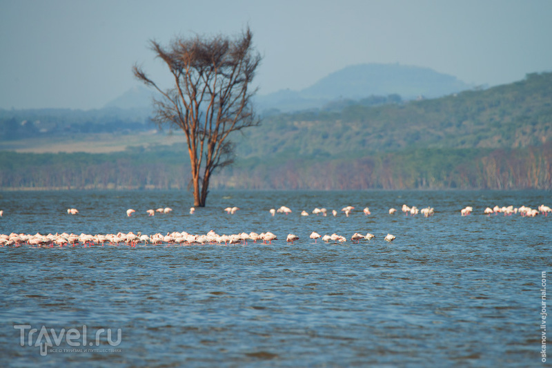 Озеро Накуру / Фото из Кении
