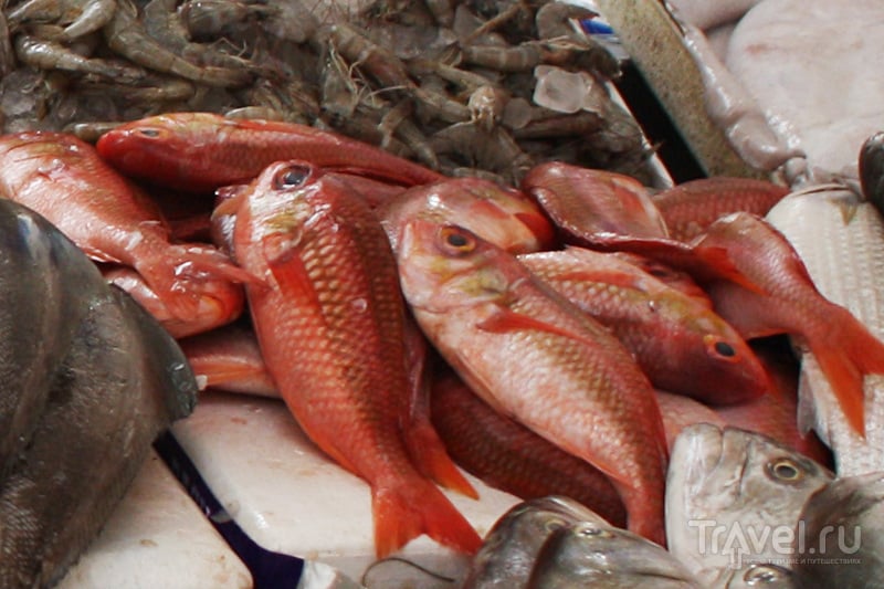 ОАЭ. Поход на рыбный рынок в Аджмане / ОАЭ