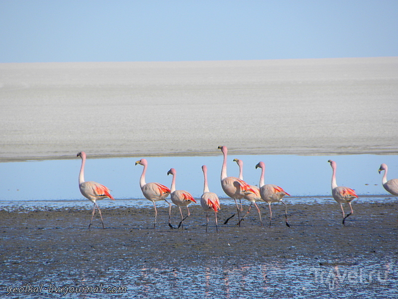 Un gran viaje a America del Sur. .   .    - " "... /   