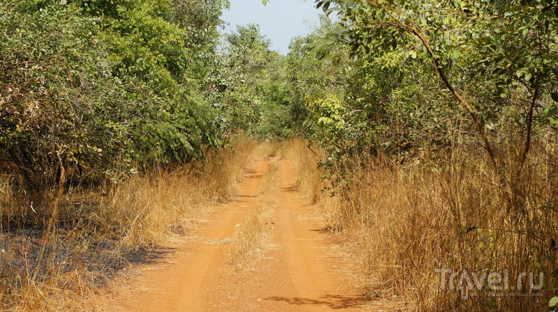 National Park Niokolo Koba, Senegal / Фото из Сенегала