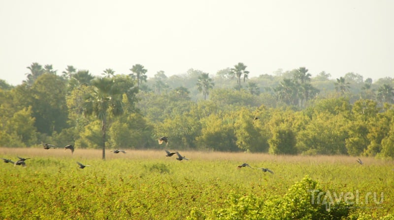National Park Niokolo Koba, Senegal /   