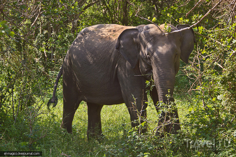В мире животных. Национальный заповедник Яла / Фото со Шри-Ланки