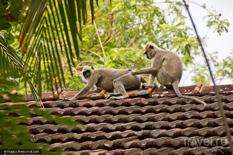 В мире животных. Национальный заповедник Яла / Фото со Шри-Ланки