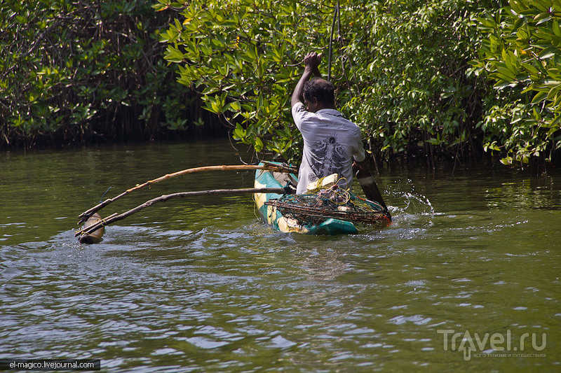 Как делают корицу и кормят рыб туристами. Сафари по Маду Ганге / Фото со Шри-Ланки