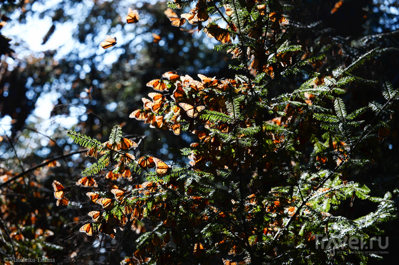 Мексика. Бабочки Монархи / Мексика