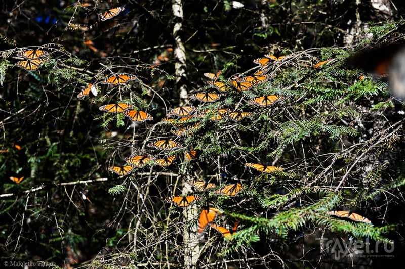 Мексика. Бабочки Монархи / Мексика