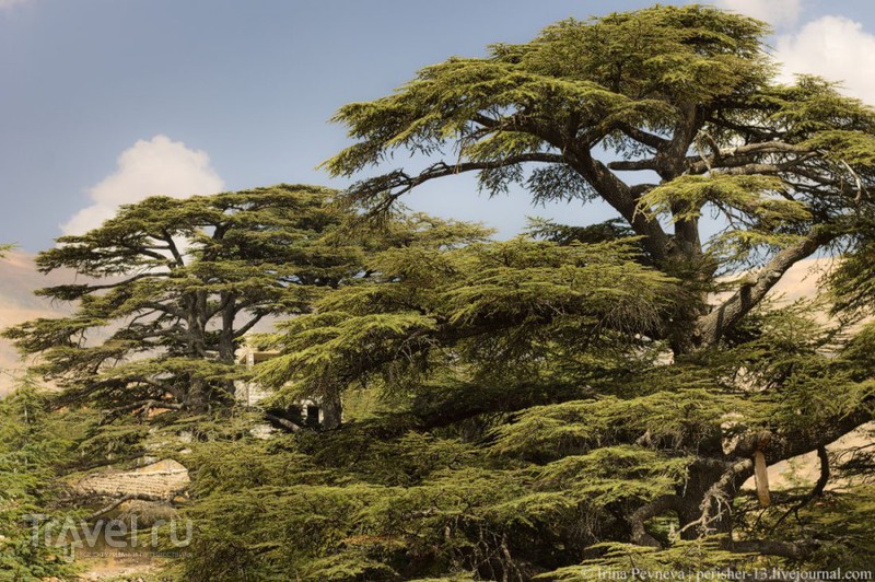 Когда воспоминания похожи на мечты. Божественный кедровый лес. Ливан / Ливан