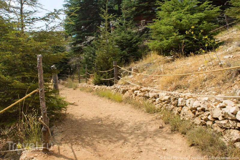 Когда воспоминания похожи на мечты. Божественный кедровый лес. Ливан / Ливан