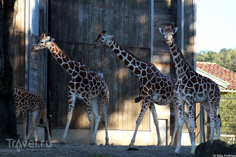 Зоопарк San Francisco / Фото из США