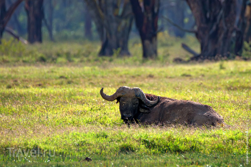 Романтизм и носороги / Кения