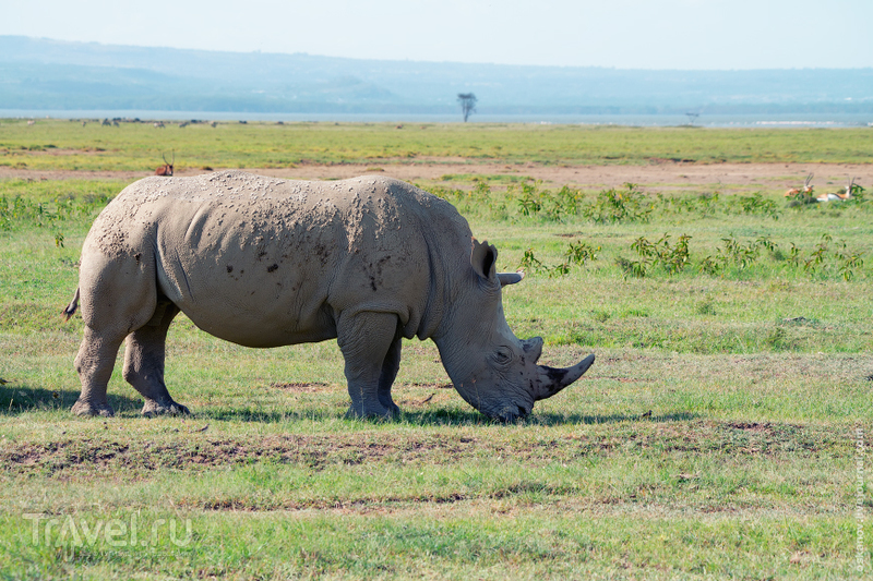 Романтизм и носороги / Кения