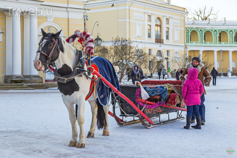 Павловск, фестиваль "Цветы зимой" / Фото из России