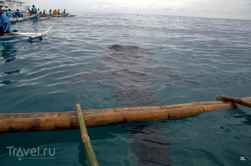 Китовые акулы / Филиппины