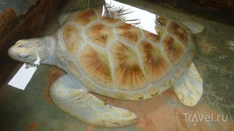Черепашья ферма в Косгоде. Черепахи как источник наживы местного населения / Шри-Ланка