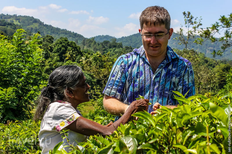Как я на Шри-Ланке чай собирал / Фото со Шри-Ланки