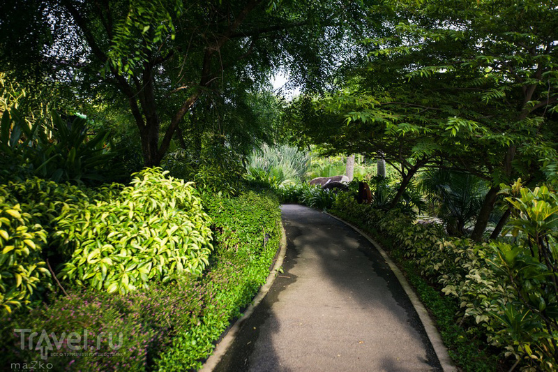 Сингапурские сады / Фото из Сингапура