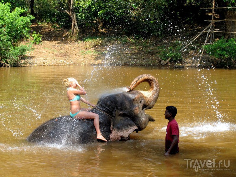 Купание со слонами. Гоа, Индия / Индия