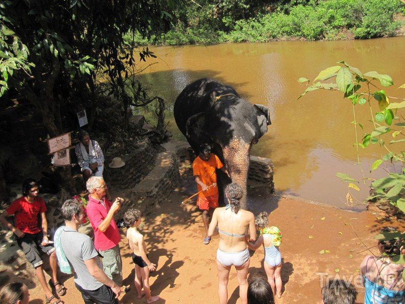 Купание со слонами. Гоа, Индия / Индия