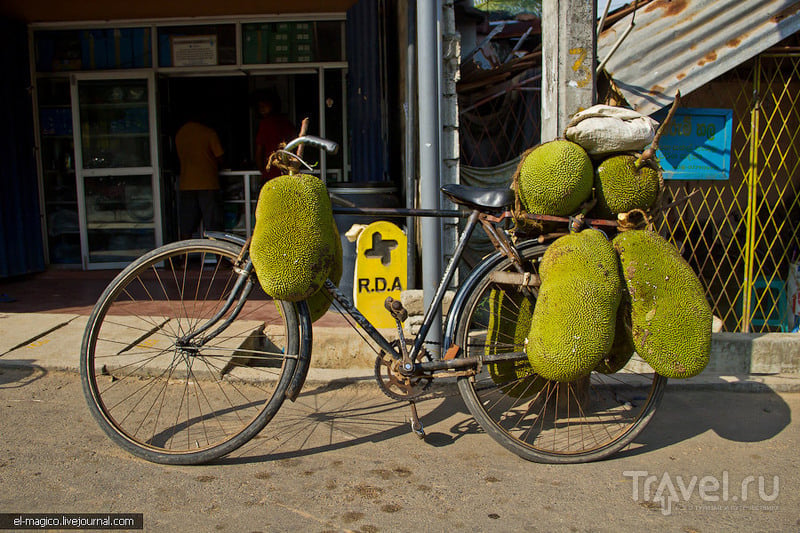 Who is mister Jackfruit? / Шри-Ланка