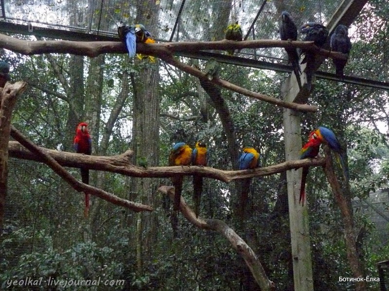 Un gran viaje a América del Sur. Водопады Игуасу. Бразилия. Парк Птиц / Фото из Бразилии