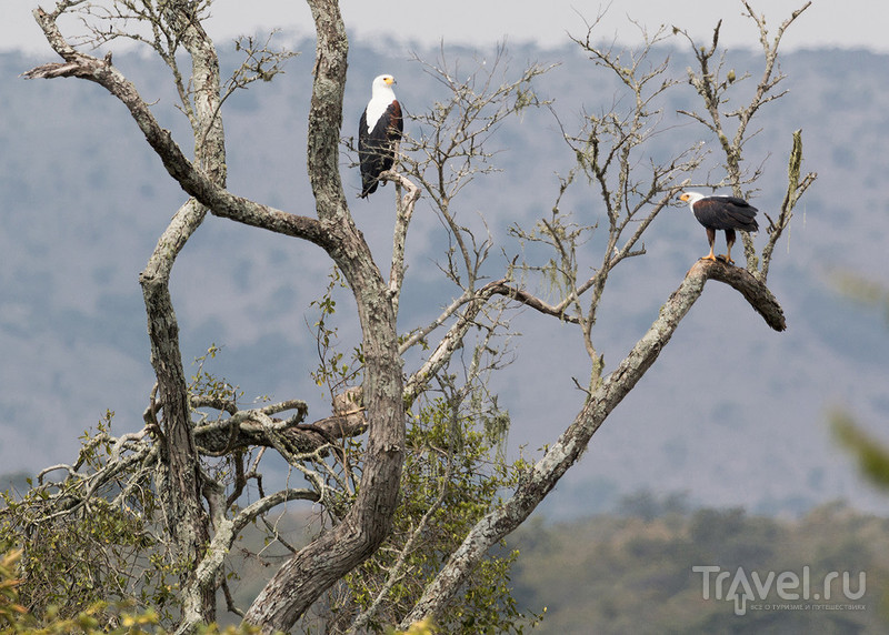 Руанда. Национальный парк Акагера / Фото из Руанды