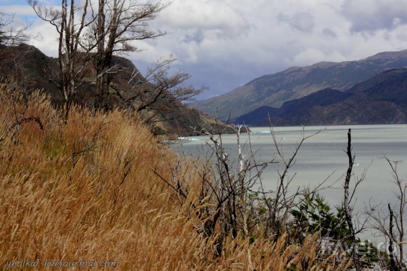 Чили - сбыча мечт! Патагония. Озеро Грей и озеро Пеоэ / Фото из Чили