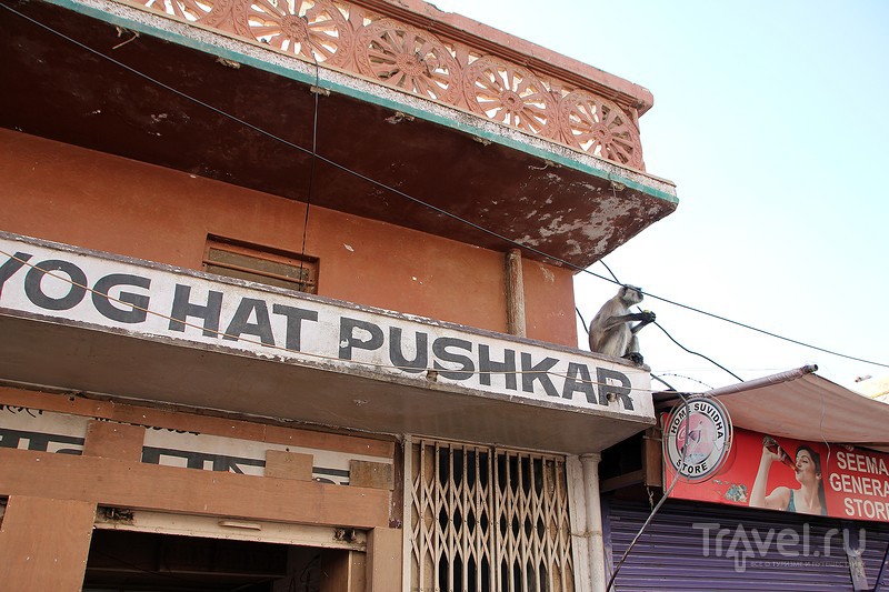 .   .  (Pushkar) / 