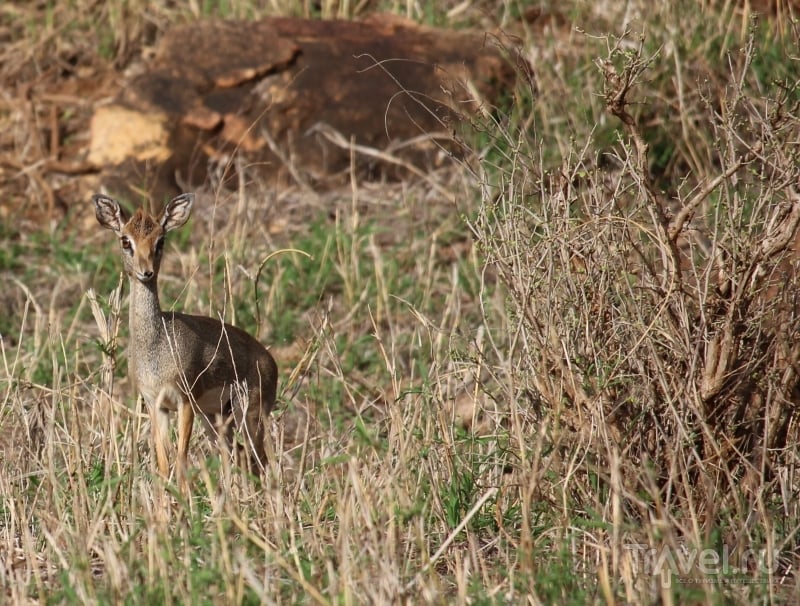 Кения: дикдик - самая маленькая и верная антилопа на свете / Кения