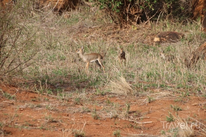 Кения: дикдик - самая маленькая и верная антилопа на свете / Кения