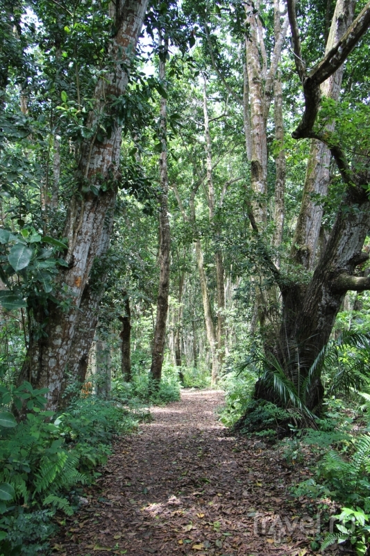 Занзибар: Сказочный лес Джозани (Джозани Форест) / Фото из Танзании