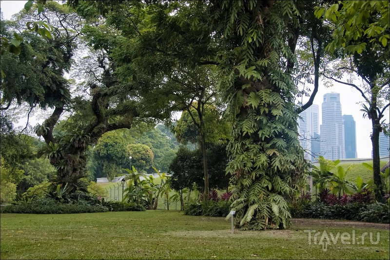 Прогулки по Сингапуру: Fort Canning Park / Сингапур