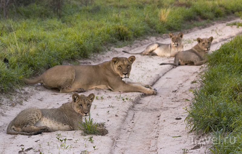 Ботсвана. Сафари в Калахари / Фото из Ботсваны