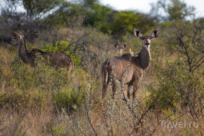 Ботсвана. Сафари в Калахари / Фото из Ботсваны