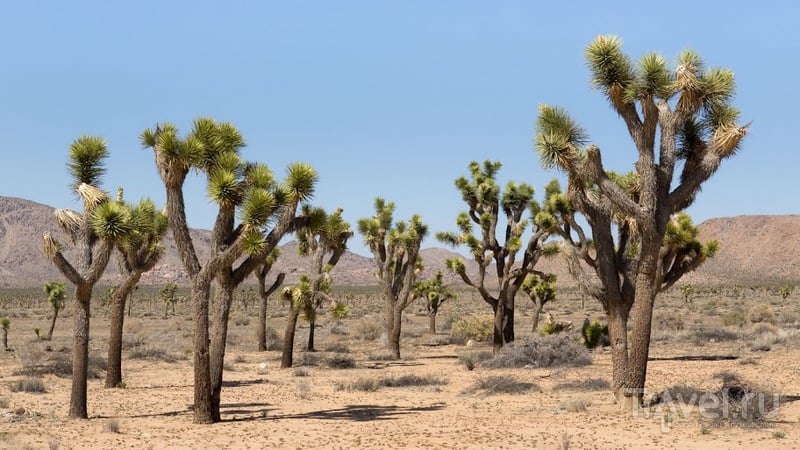 Разнообразие пустыни. Joshua Tree Park, Калифорния, США / Фото из США