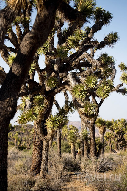 Разнообразие пустыни. Joshua Tree Park, Калифорния, США / Фото из США