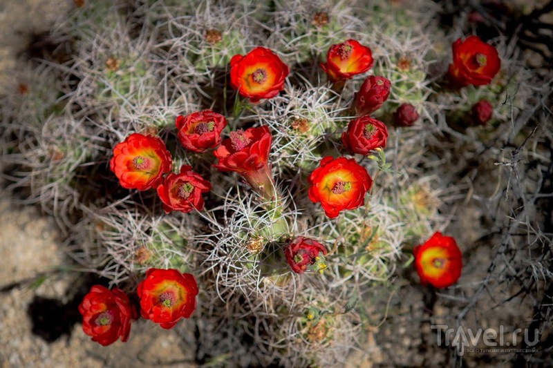  . Joshua Tree Park, ,  /   