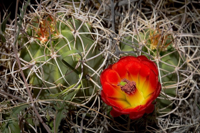  . Joshua Tree Park, ,  /   