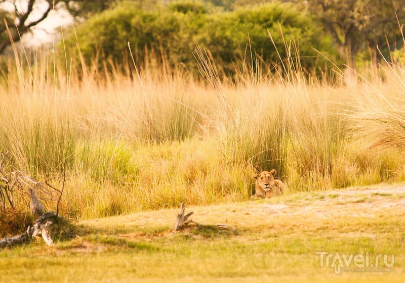 Ботсвана. Пешее сафари в Дельте Окаванго / Фото из Ботсваны