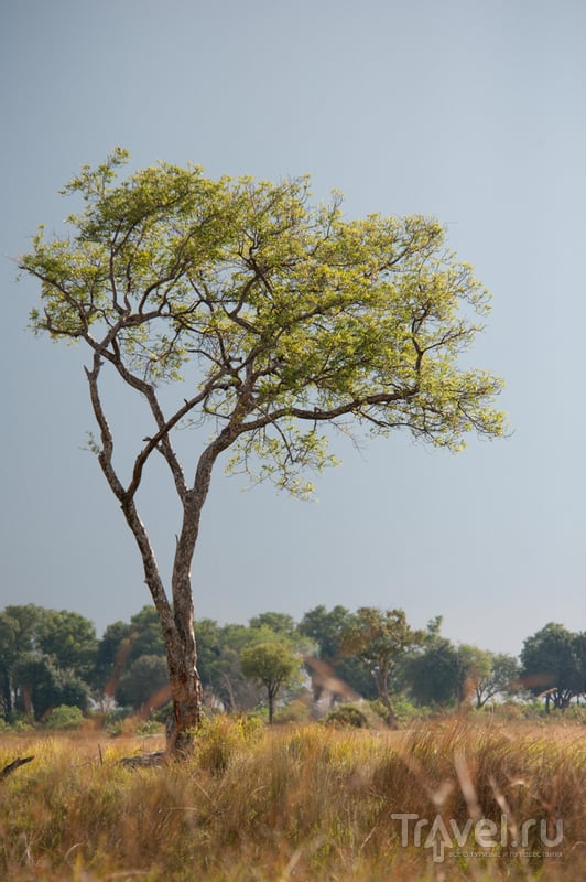Ботсвана. Пешее сафари в Дельте Окаванго / Фото из Ботсваны