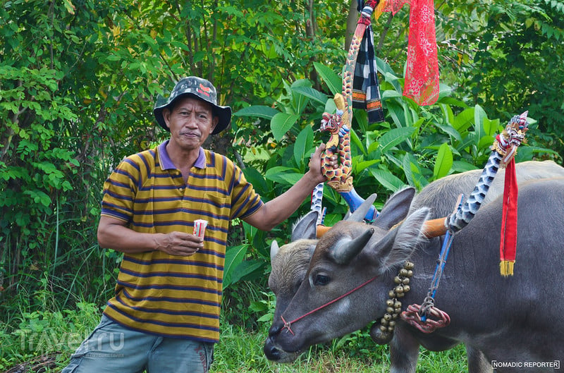 Мир наизнанку на буйволином ралли / Индонезия