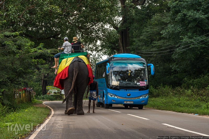 Шри-Ланка 2015. Вокруг Львиной скалы / Фото со Шри-Ланки