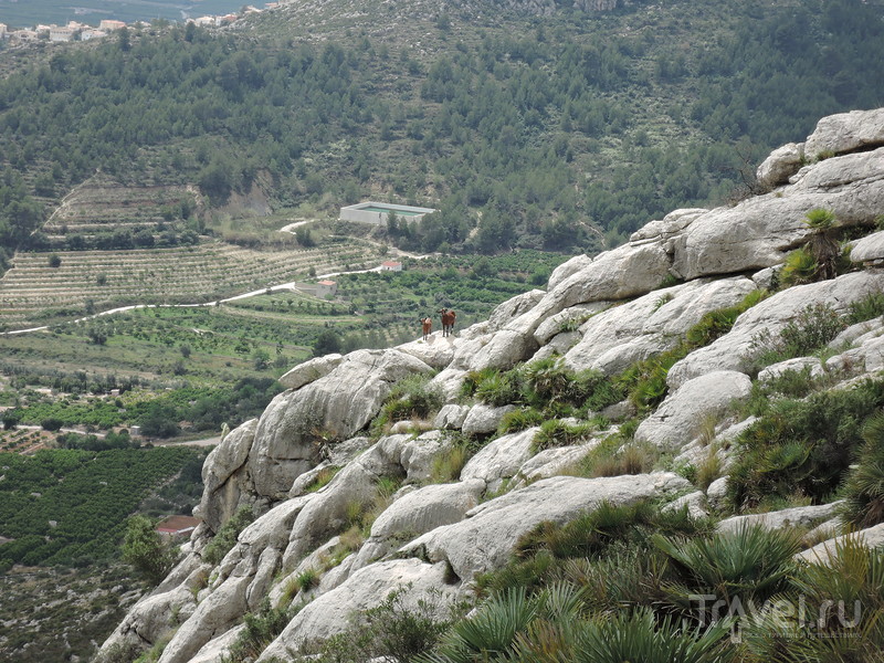 На вершину Сегарии (Segaria) / Фото из Испании