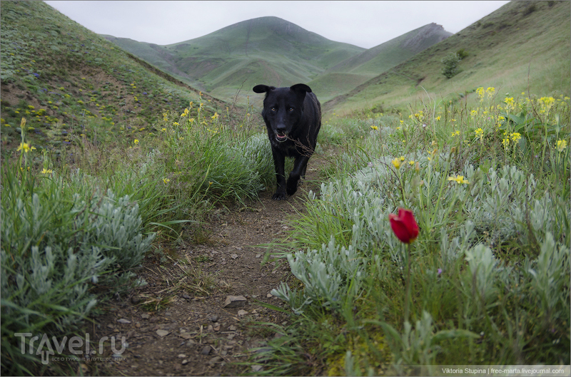 Душа Коктебеля. Прогулка в компании черной собаки / Фото из России