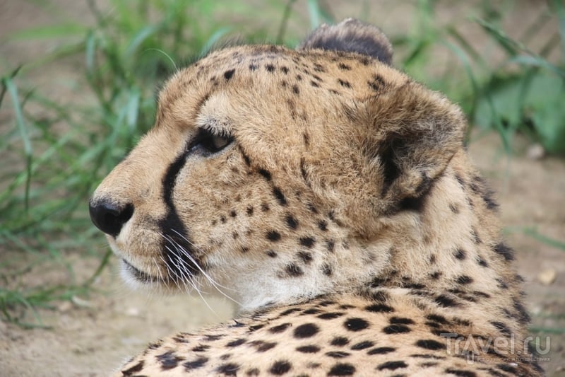 Гепарды: портреты необычных кошек / Кения