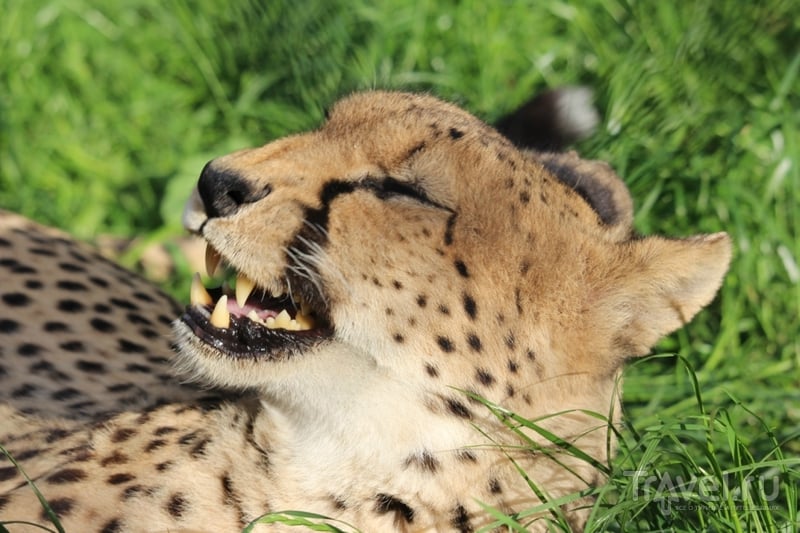Гепарды: портреты необычных кошек / Кения