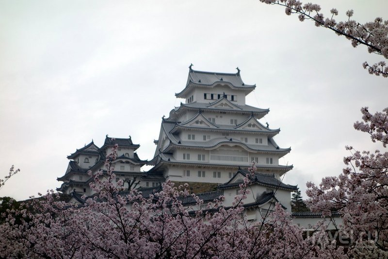 Япония, замок Химэдзи  в сезон цветения сакуры / Фото из Японии