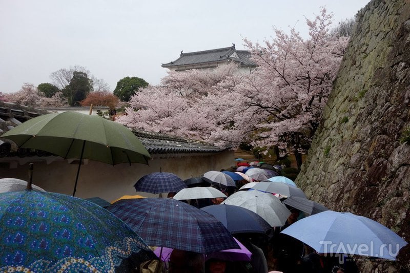Япония, замок Химэдзи  в сезон цветения сакуры / Фото из Японии